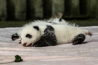 A tiny baby panda
