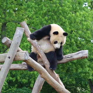 A giant panda perched on a high wooden strcture