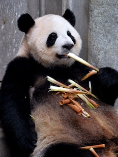A giant panda happily snacking on bamboo