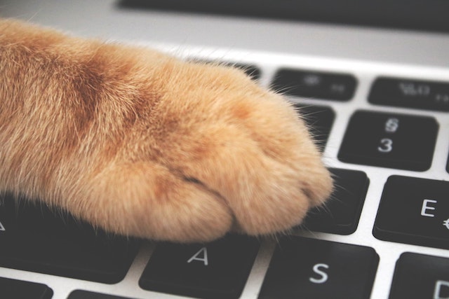 A cat's paw resting on top of a keyboard, zoomed in