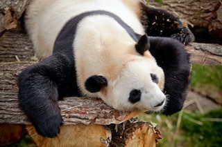 A giant panda lounging lazily on a wooden surface